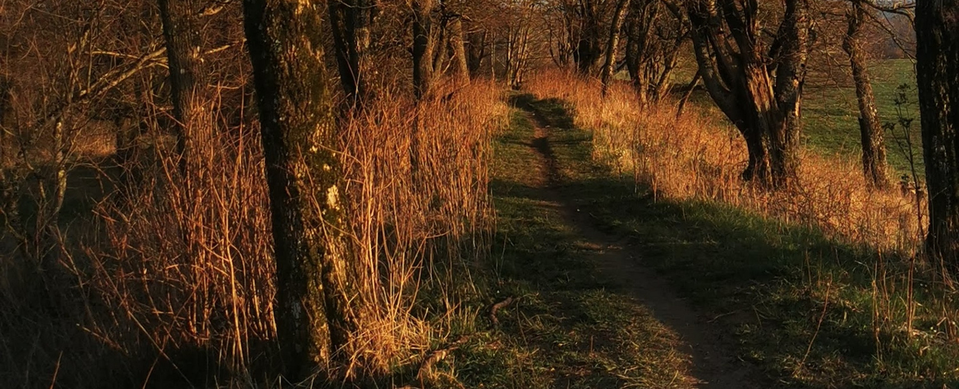 Schmaler Waldweg entlang des Heidenwalls im warmen Abendlicht.