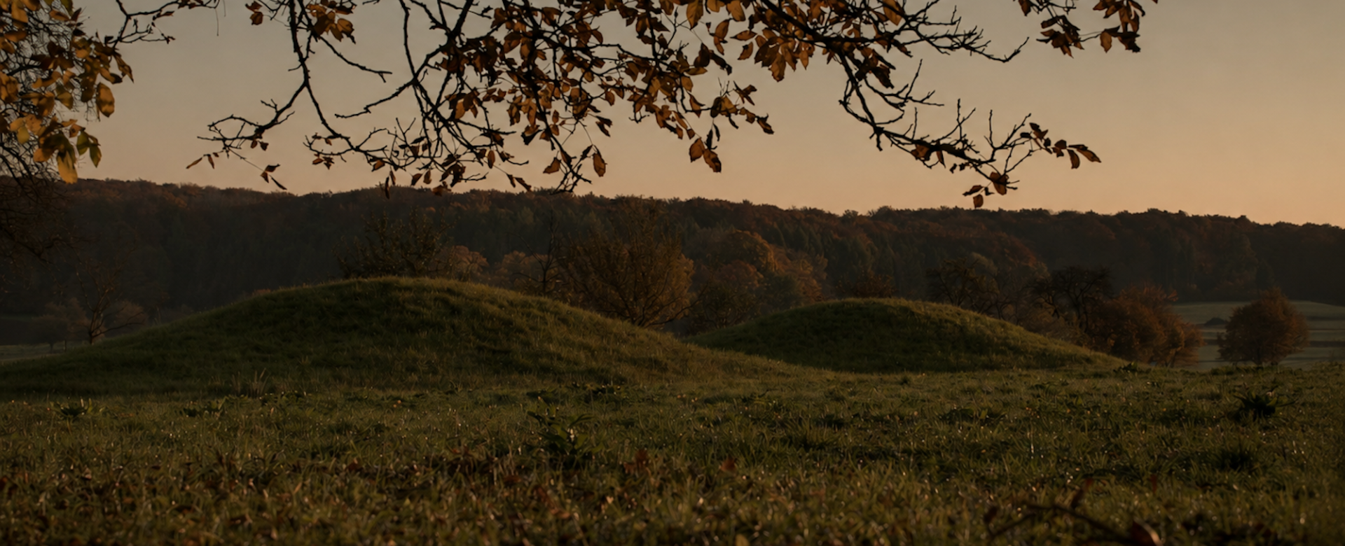Ein Grabhügelfel im Abendlicht, ein Baum im Vordergrund, ein Wald im Hintergrund. Die Grabhügel sind auf einer Wiese.