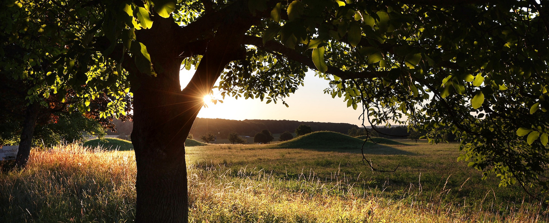 Keltische Grabügel auf hoher Wiese im Hintergrund eines Baumes mit spätnachmittäglicher Sonne