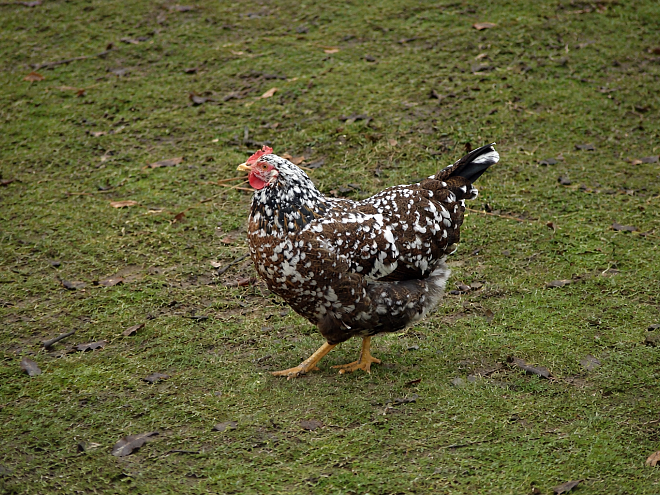 Eine schwarzes, weißgetupfte Henne auf einer Wiese