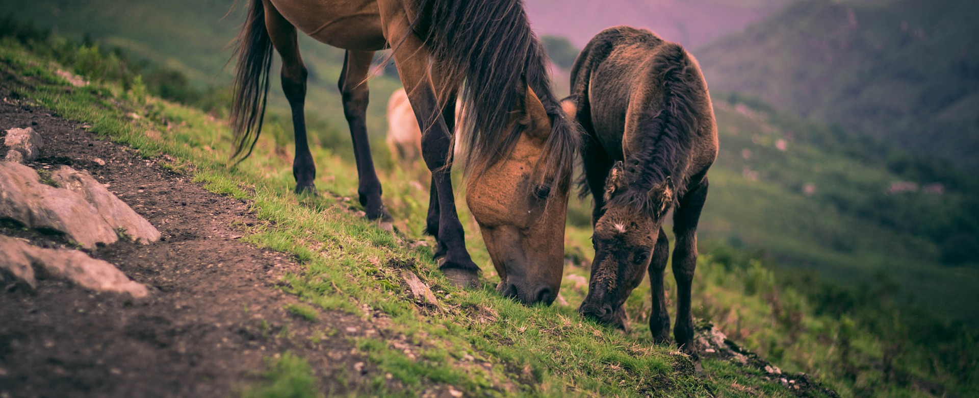 Zwei braune, wilde Ponys in einer billigen Landschaft. Eines davon ist ein Fohlen.
