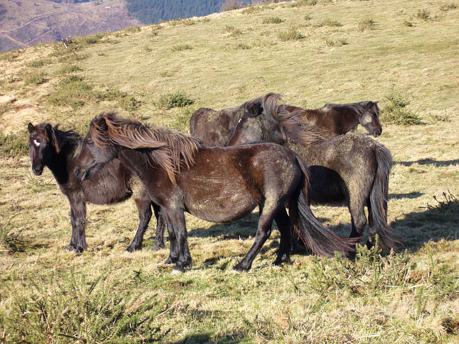 Eine Gruppe von schwarzen Pferden in einer gebirgigen Landschaft auf einer Wiese.