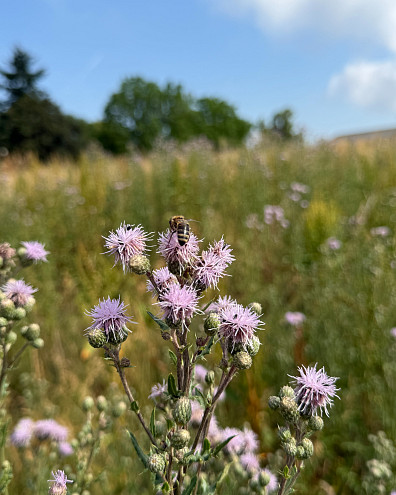 Eine Biene, die auf einer blühenden lilanen Distel Pollen sammelt auf einer Wiese im Hintergrund ein leichter Hügel.
