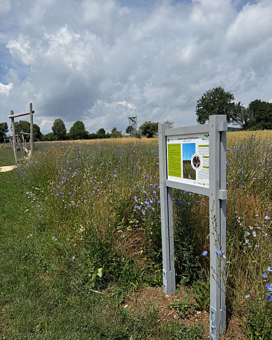 Ein Schild vor einem ungemähten Blüh-Streifen im Hintergrund ein hölzernes Spielgerät und ganz am Hintergrund. Vor allem bewölkten Himmel, ein Turm.