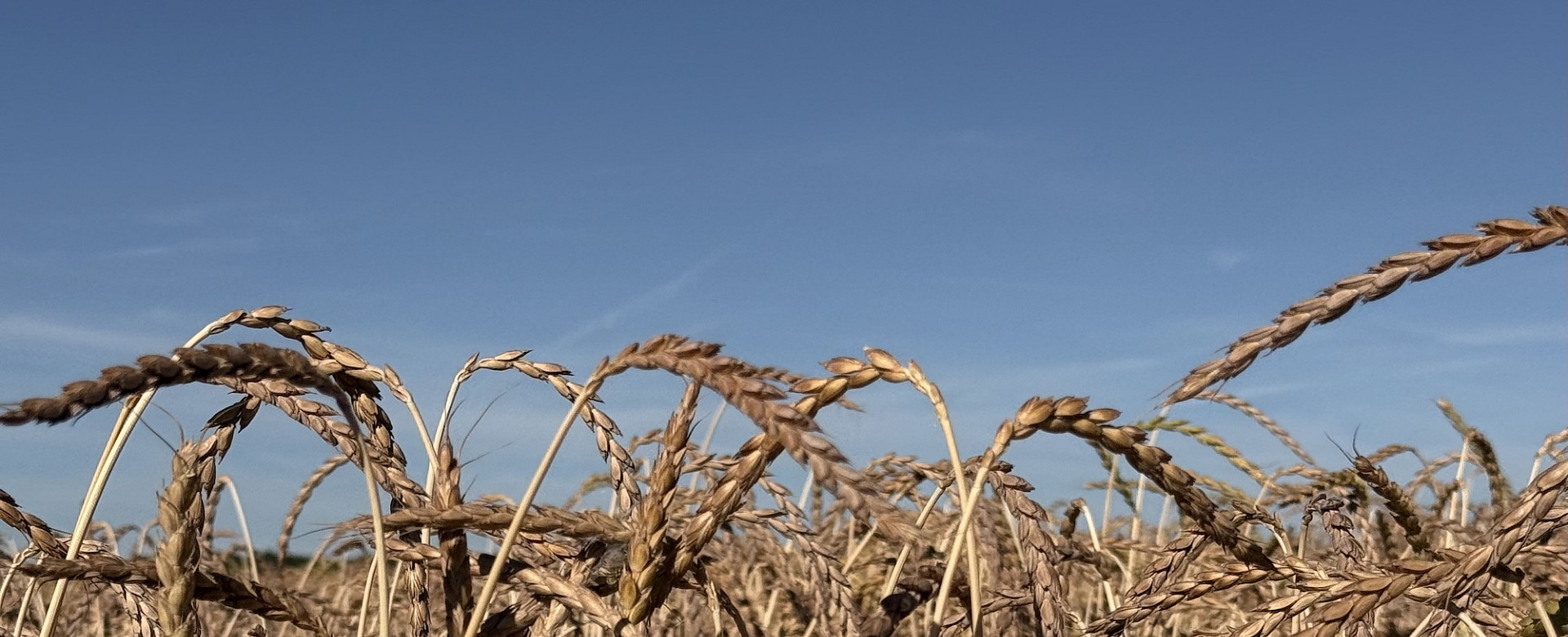 Ein Getreidefeld mit groß dargestellten reifen Ähren vor blauem Himmel.