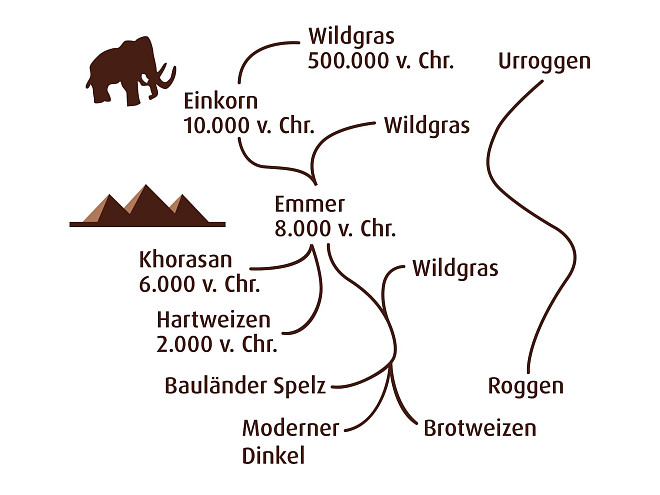 eine Graphik mit der Geschichte des Weizens vom Einkorn, den es seit 10.000 Jahren gibt, bis heute zum Brotweizen