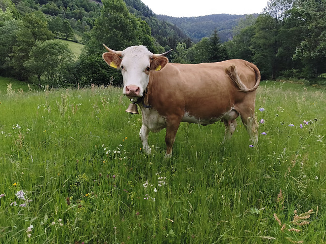 hellbraun-weiße Kuh (Hinterwälder) auf der Weide stehend
