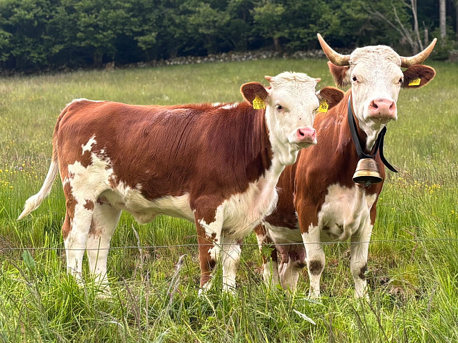 hellbraun-weiße Rinder (Hinterwälder) auf einer Weide (junges männliches Rind, mit einer Mutterkuh)