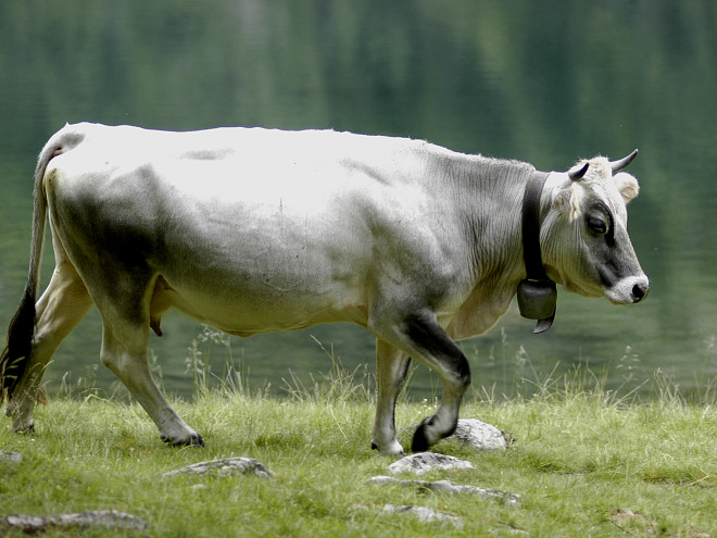 eine graue Kuh (Rätisches Grauvieh), die vor einem kleinen Flußlauf auf einer kargen Alpenwiese läuft