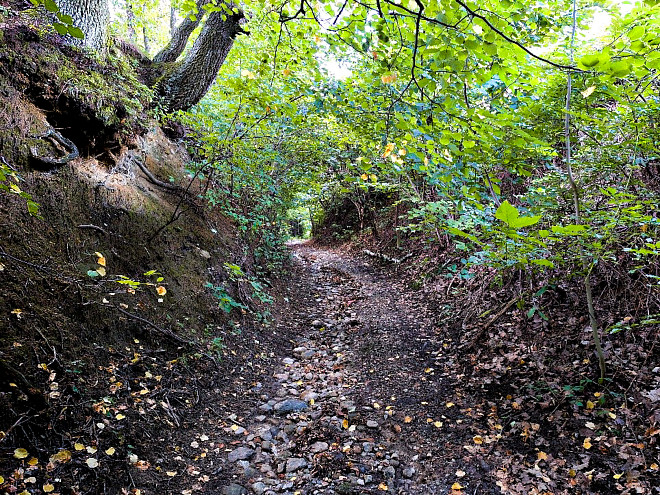 Bewaldeter Hohlweg mit steilen, von Wurzeln durchzogenen Böschungen und einem steinigen, mit Laub bedeckten Weg zwischen Sieggraben und Schwarzenbach.