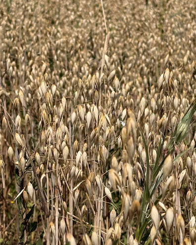 Ein Ausschnitt von einem Haferfeld, auf dem einzelne Haferrispen zu sehen sind.